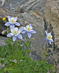Columbines ed4